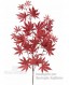 Acero Rosso Lux - ALTO FUSTO