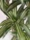 DRACENA FRAGRANS VARIEGATED