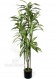 DRACENA FRAGRANS VARIEGATED