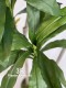 DRACENA FRAGRANS GREEN