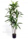 DRACENA FRAGRANS GREEN