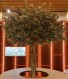 TRONCO NATURALE MAJESTIC h cm 230