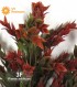 RUSCUS GREEN / RED UVR