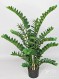 ZAMIOCULCAS H cm 120