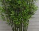 BAMBOO GIANT