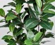 FICUS ELASTICA h cm 150