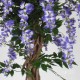 GLICINE LIANA