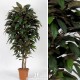 MAGNOLIA MEDIUM
