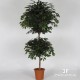 FICUS BENJAMIN LARGE DOUBLE BALL X 42