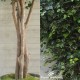 FICUS ELEGANCE (44) - ALTO FUSTO