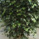 FICUS ELEGANCE (44) - ALTO FUSTO