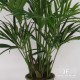 KENTIA XXL 150+180 - PALMA