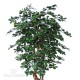 Buxifolia Malabar