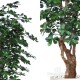 Buxifolia Malabar