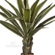 Agave h cm 96 Variegata