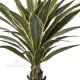 Agave h cm 137 Variegata