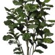 FICUS LYRATA h cm 150