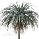 Wild Yucca h CM 180