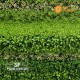Giardino Verticale Mix Green 15 cm 100 x 100