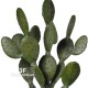 CACTUS FICO D'INDIA h cm 129