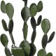 CACTUS FICO D'INDIA h cm 168