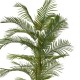 Palma Areca h cm 210