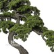 BONSAI PINO 200x100x160 cm