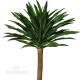 Yucca Gloriosa