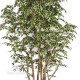 FICUS BOSCO HAWAIIAN