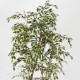 FICUS HAWAIIAN NEW GARDEN VARIEGATED