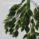 FICUS HAWAIIAN NEW GARDEN VARIEGATED