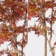 ACERO MAPLE NEW GARDEN (54)