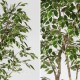 FICUS LUXE NEW GARDEN VARIEGATED