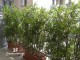 BAMBOO UVR 3 CANNE (Canna naturale)