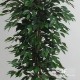 FICUS BENJAMIN ECO VERDE