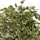 FICUS LUXE BOSCO BIG