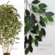 FICUS LUXE BOSCO BIG