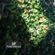 SIEPE ARTIFICIALE PHOTINIA 100 X 100 UVR