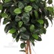 FICUS ELASTICA MEDIUM - ALTO FUSTO