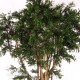 ACACIA - MEDIUM - ALTO FUSTO - UVR