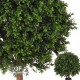 BOSSO SFERA Ø cm 55 h cm 80 - UVR BOXWOOD 3D BALL