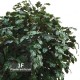 OAK QUERCIA GIGANTEA - ALTO FUSTO