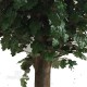 OAK QUERCIA GIGANTEA - ALTO FUSTO