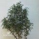 FICUS ELEGANCE BOSCO GIANT