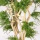 ABELIA JAPAN - UVR