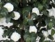 CAMELIA MEDIUM (42)