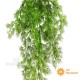 Cipresso Messicano cm 80 UVR – CADENTE