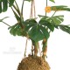 Monstera Kokedama h cm 60 UVR