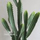 Cactus Cereus cm 64