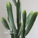 Cactus Cereus cm 64
